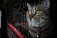 Négligence animale : des arrestations et une saisie